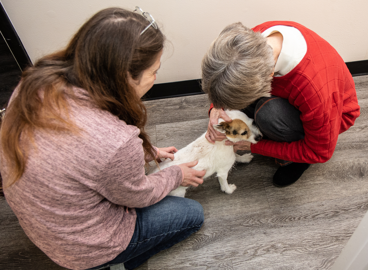 Pet Microchipping - Ansede Animal Hospital - Raleigh, NC