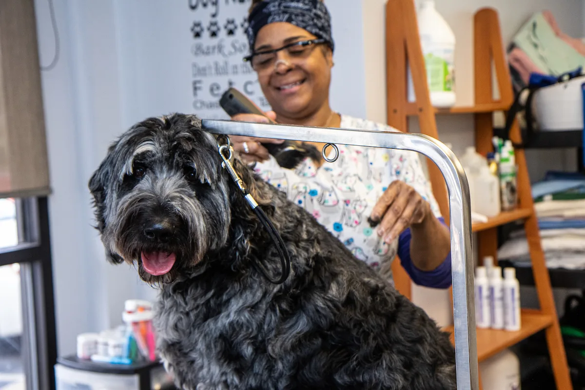 Dr. Ansede II-16 Pet Grooming