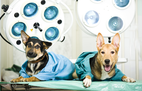 Veterinary Surgery Services - Ansede Animal Hospital