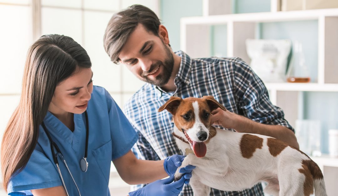 Benefits of Regular Check-Ups for Your Pet