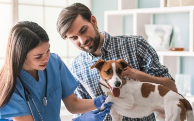 Benefits of Regular Check-Ups for Your Pet