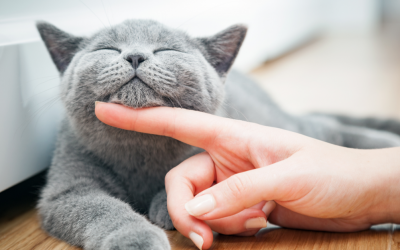 Cat Care Tips For New Cat Owners
