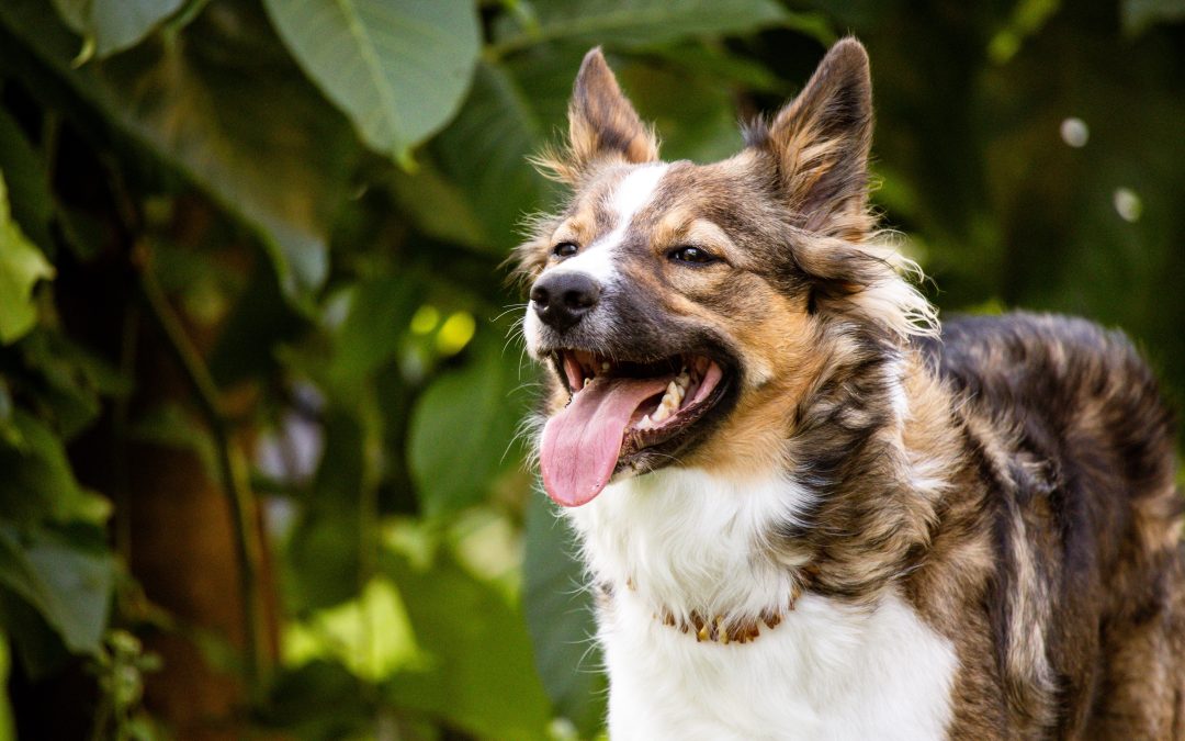 Is My Pet a Reactive Dog? How to Deal With This Condition