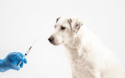 The Vital Importance of Keeping Your Pet’s Vaccines Up to Date