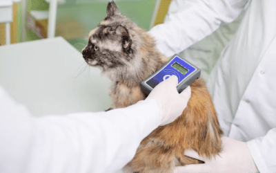 Pet Microchipping: The Tiny Device with Big Benefits for Your Furry Friends