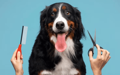 The Perfect Pet Grooming Schedule for a Happy, Healthy Companion