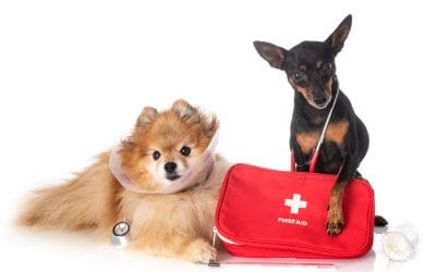 Essential Pet First-Aid Tips Every Owner Should Know