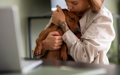 Enhancing Pet Well-being with Regular Boarding