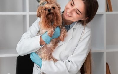 Nutrition Counseling: Key to Pet Health Management