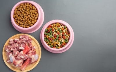 Tailoring Your Pet’s Diet: A Guide to Age-Specific Nutrition