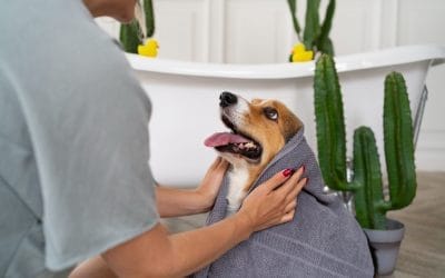 Navigating Nail Care: Importance of Pet Nail Trimming