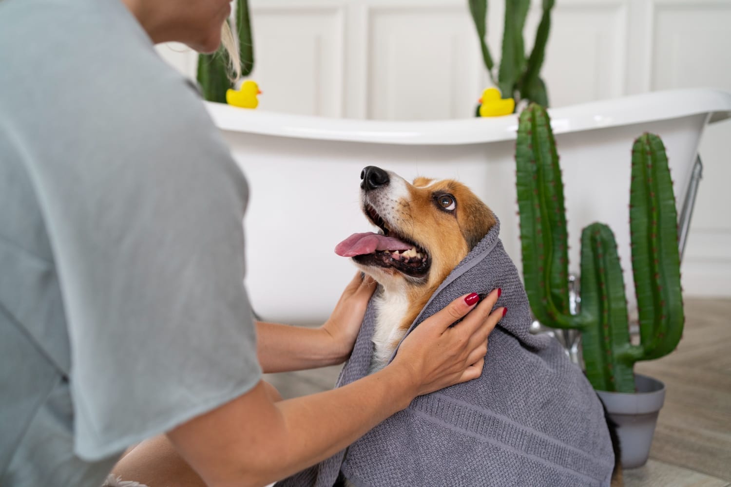 Navigating Nail Care Importance of Pet Nail Trimming Ansede Animal
