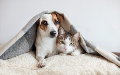 4 Common Health Issues in Pets and Prevention Tips