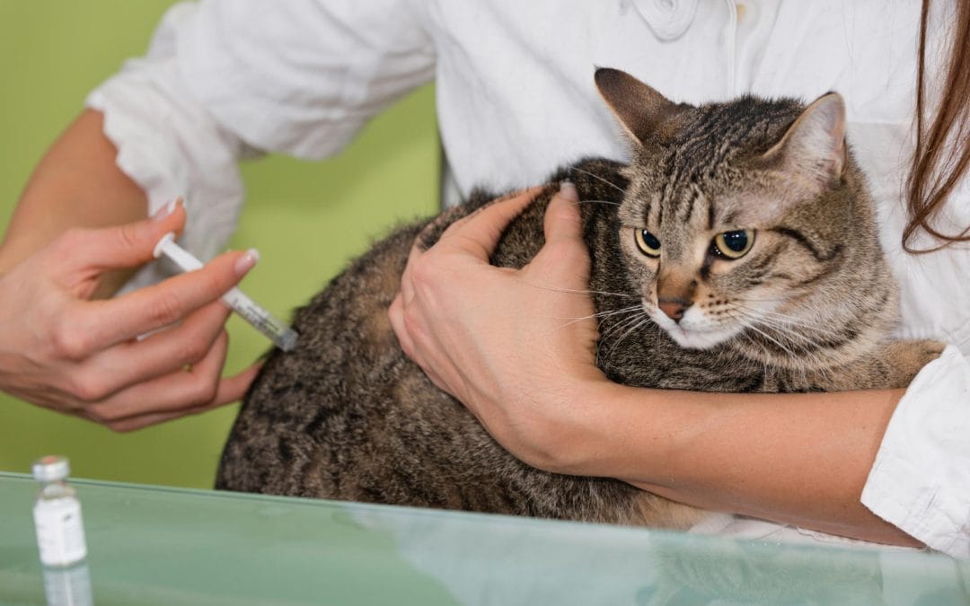 What Vaccines Do Cats Need? A Simple Guide for Pet Parents