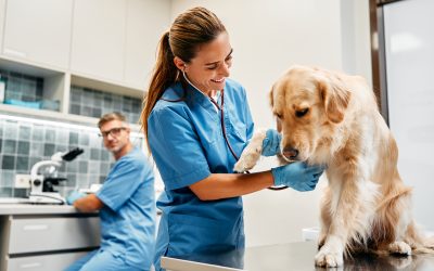 Paws, Claws, and Care—Why Regular Vet Visits Keep Your Pets Happy and Healthy