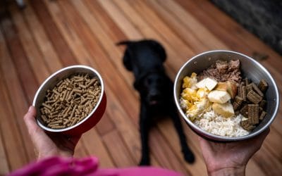 5 Ways Pet Nutritional Counseling Can Extend Your Furry Friend’s Lifespan