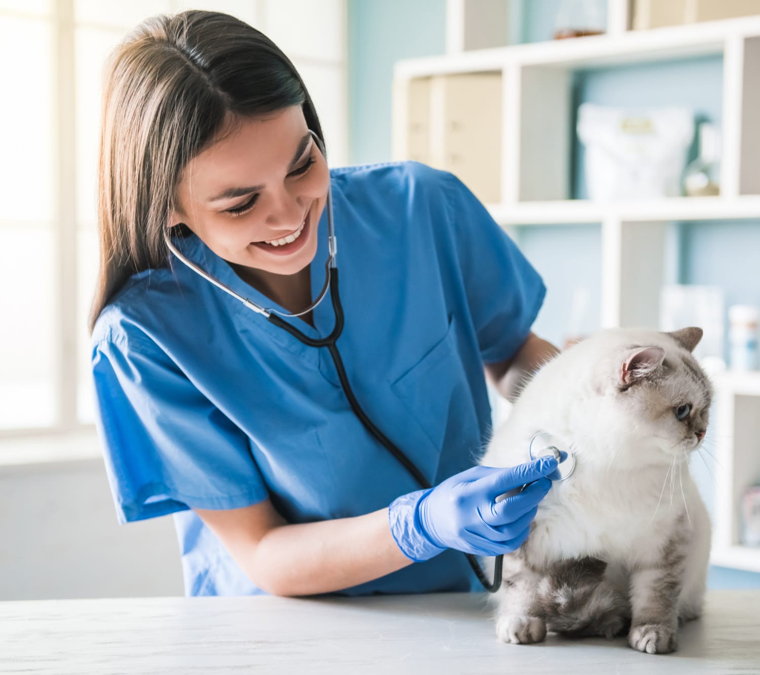 Veterinarian in blue scrubs listens to a white cat's heartbeat with a stethoscope in a clinic.