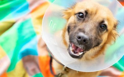 Surgery for Your Pet? Here’s What to Expect (and How to Stay Calm Through It All)