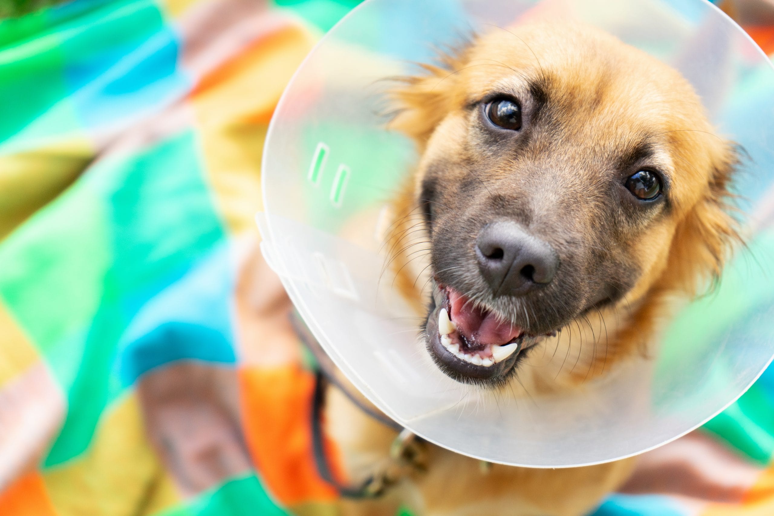 A cheerful pet dog, donning a cone collar, lounges comfortably on a vibrant blanket.