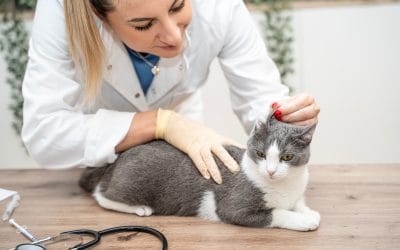 Why Routine Diagnostics Might Be the Secret to a Longer, Healthier Life for Your Pet