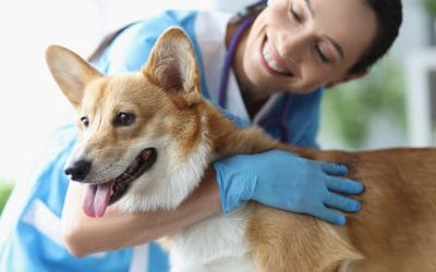 Pets Hide Pain Well—That’s Why Routine Exams Matter More Than You Think
