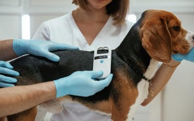 Lost Pets Reunited Faster With Microchips—Is Your Pet Protected?