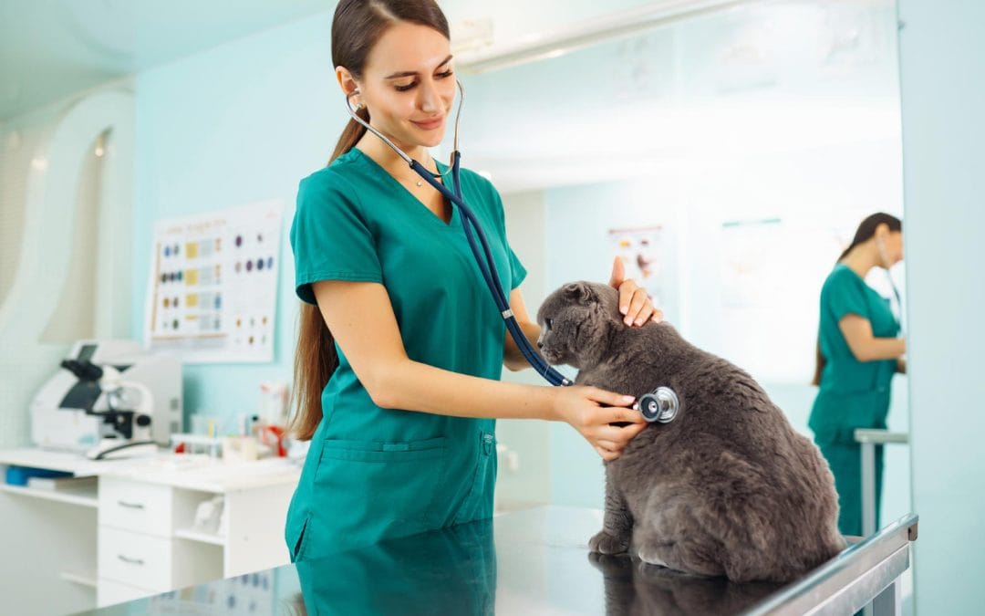 A veterinarian in green scrubs examines a gray cat with a stethoscope in a clinic.