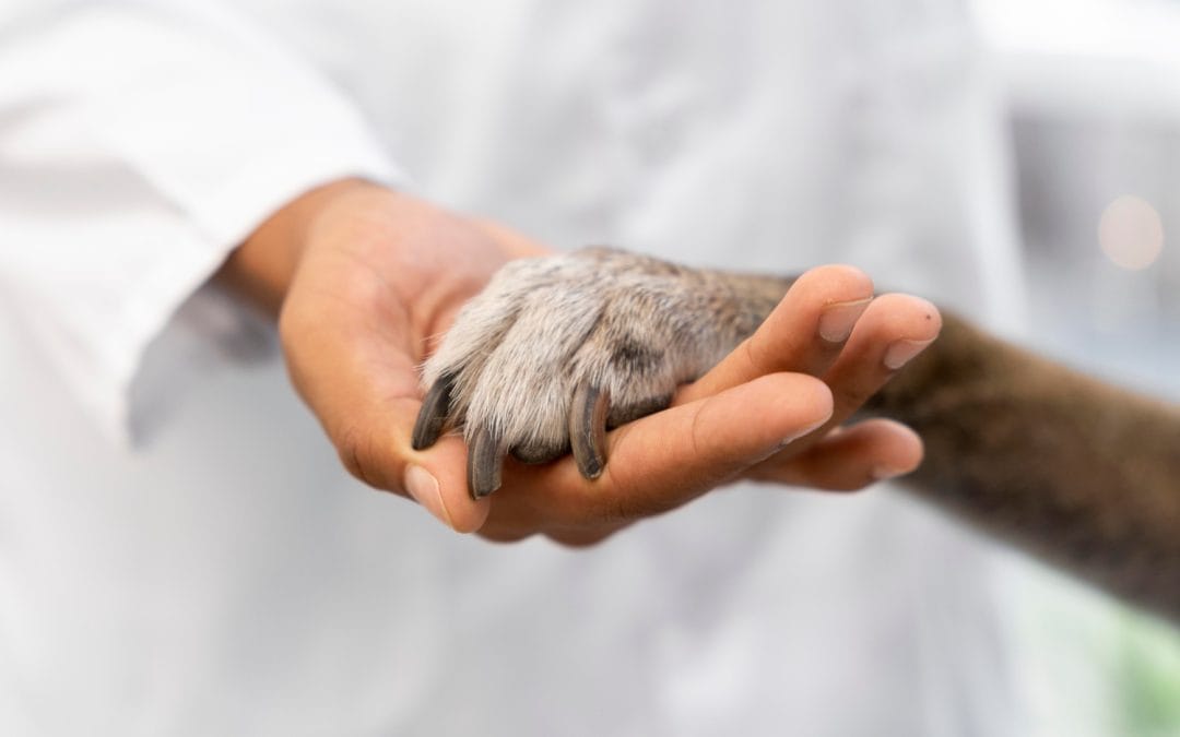 A person in a white coat gently holds a dog's paw, demonstrating the caring approach essential in preventative medicine.
