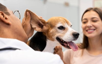 Pet Grooming vs. Professional Veterinary Care: Knowing When Your Pet Needs Each