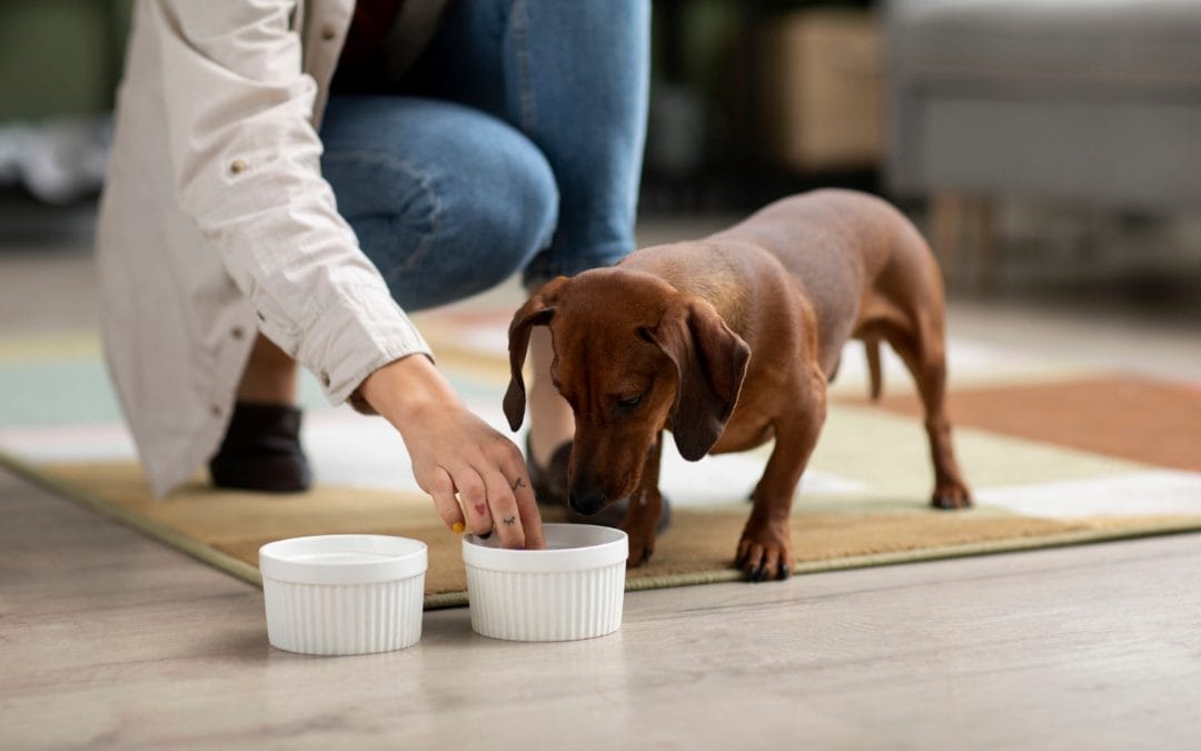 Person placing food in a bowl for a brown dachshund dog standing on a rug indoors.